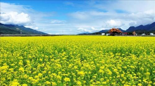 生活在農村種植創(chuàng)業(yè) 種什么賺錢呢？