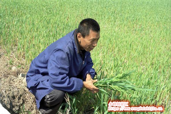 種植戶到底如何才能通過種地賺錢？