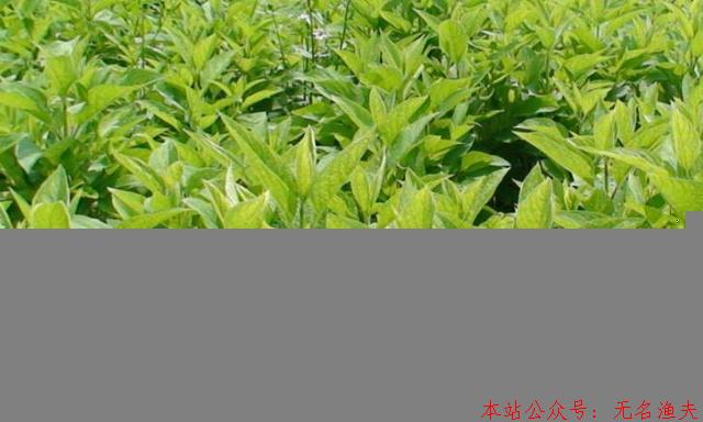 現(xiàn)在什么種植賺錢？種植賺錢就看這里