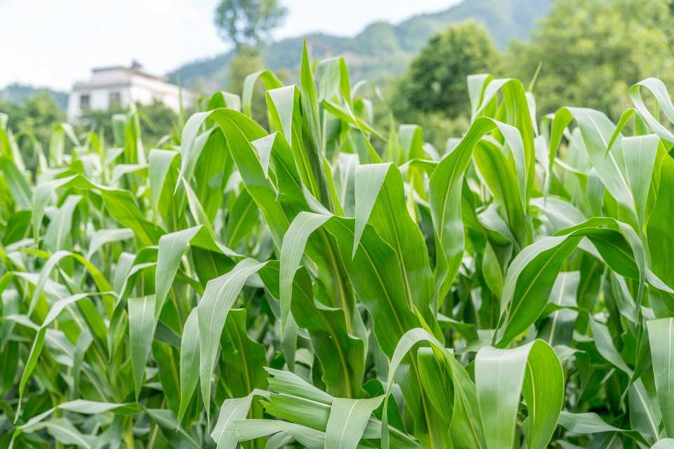 創(chuàng)業(yè)課堂分享不想在外漂泊了想回農(nóng)村搞種植賺錢項目